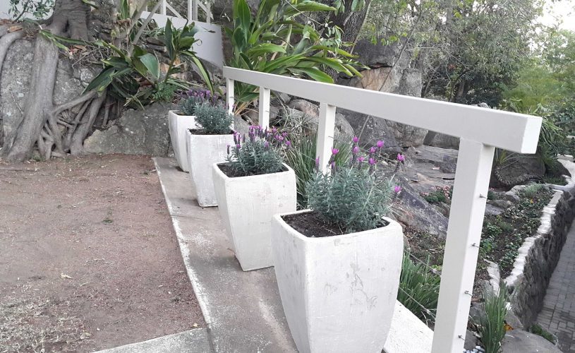 Guest House garden lavender
